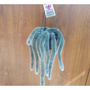 Kaktus (Cleistocactus colademononis) ´MONKEY TAIL´ - dĺžka 30-40 cm. kont. C1L - závesný kvetináč